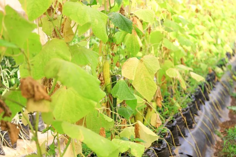 School  Of Agricultural  And Applied  Sciences
